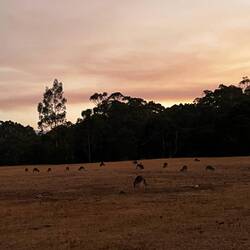 Kangaroos in Twilight