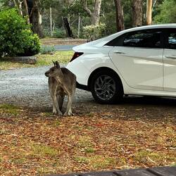 Brooze , the hostel's kangaroo - they give all of the regular animals names here 😍