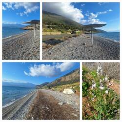Der Strand ist sauber - Pflanze: Ästiger Affodill