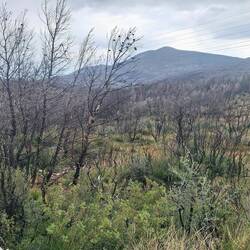 Hier hat es auf vielen qkm gebrannt 🔥