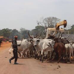 Die Rinder sollen auf den LKW, haben dazu aber keine Lust