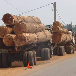 Leider sieht man sie immer wieder