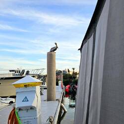 Resident pelican likes to dive beside our boat from this piling