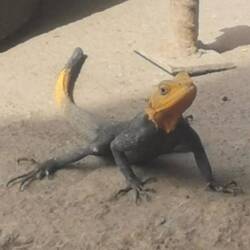 Hier laufen zahlreiche Agamen wenig scheu herum - darunter auch ein Männchen