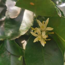 Diese Zitrone blüht schon