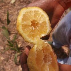 Die Früchte der wilden Zitrone sind nicht so ansehnlich und dienen nur als Samenquelle