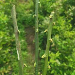 Doch dazu muss man erstmal lernen, die Äste von Orange, Mandarine und Zitrone zu unterscheiden