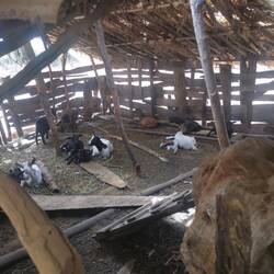 Ein paar Ziegen gibt's hier auch