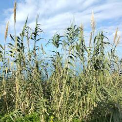 Zuckerrohr wächst hier wie Unkraut