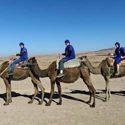 Cast your vote for best camel name