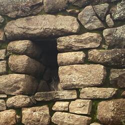 Chinchillas in den Ruinen. Gut getarnt.