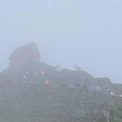 Das Lama im Nebelmeer.