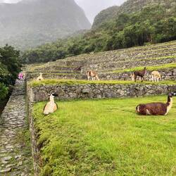 Diesmal sind es Lamas.