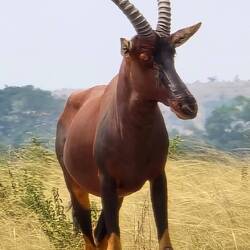Topi