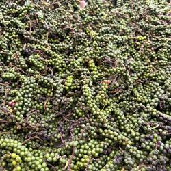 Grüner Pfeffer zum trocknen, wird dann zu schwarzen Pfeffer