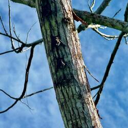 Fledermäuse am Stamm