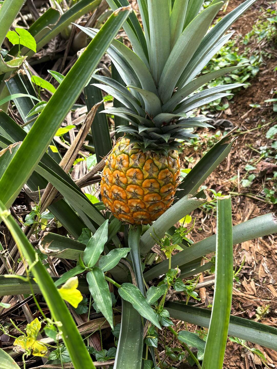 Biologisch angebaute Ananas