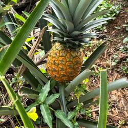 Biologisch angebaute Ananas