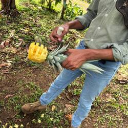 Frisch zubereitete Ananas - köstlich