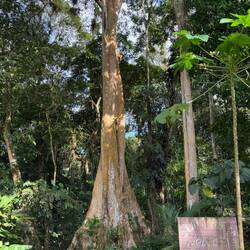 Sura-Baum (Namensgeber der Finca, ca. 250 Jahre alt)