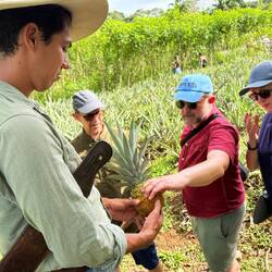 Wie beurteile ich eine Ananas? Nach Farbe...