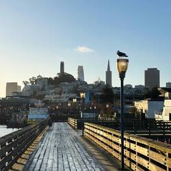 Eine wache Möwe, die ein Auge ....