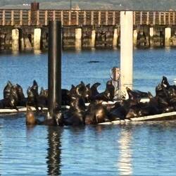 Doch noch ein überfüllter Steg 🦭🦭🦭🦭🦭🦭🦭🦭🦭🦭