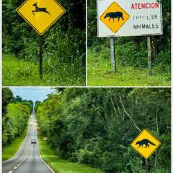 I wonder how many of the animals that make the rainforest home we will see ... if any?