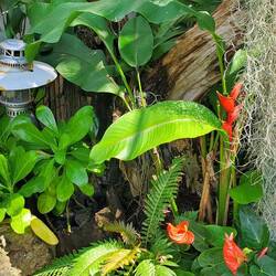 Some gorgeous blossoms greeting us at our resort!