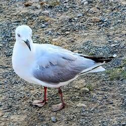 Black-billed gull - common lake dweller; endemic to NZ