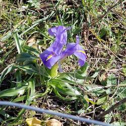 Wilde Lilien. Gerade mal 5 cm hoch.