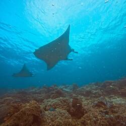 Two of about 20 mantas circling on this dive 🤙🏼