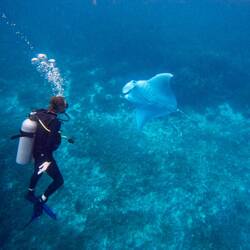 Manta introductions (showing belly)