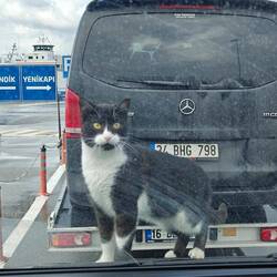 Eine Blinde Passagierin