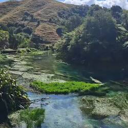 Blue Spring (Te Waihou Walkway)