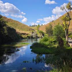 Blue Spring (Te Waihou Walkway)