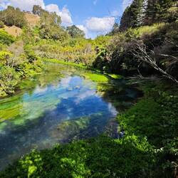 Blue Spring (Te Waihou Walkway)