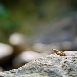 Frosch