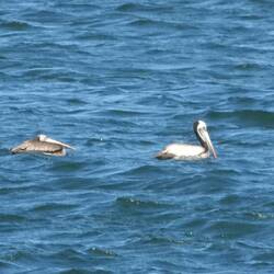 Trainee pelican in tow