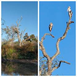 Painted Stork