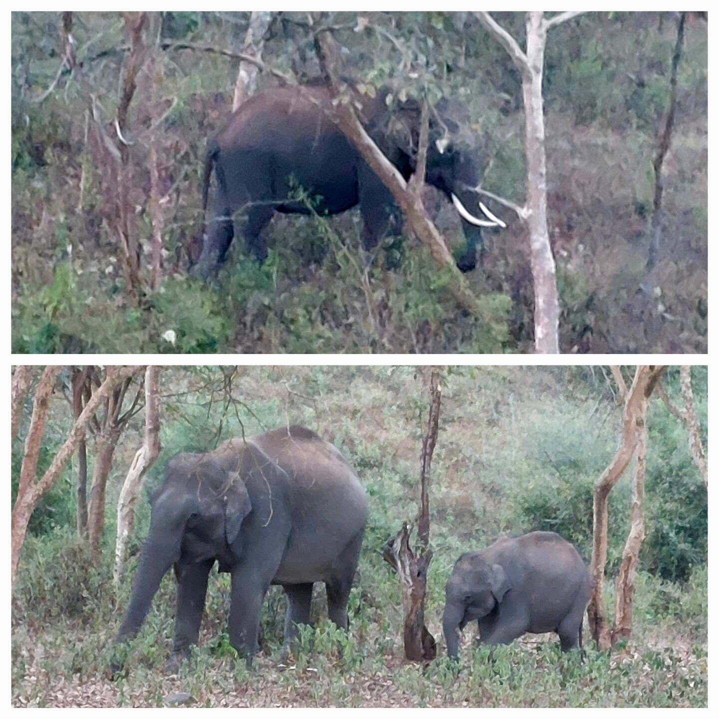 Morning Safari; Indian Elephant