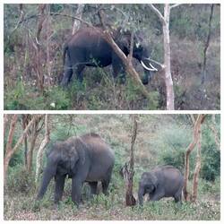 Morning Safari; Indian Elephant