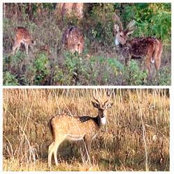 Spotted Deer