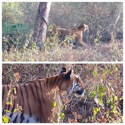 Bengal Tiger