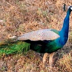 Peacock
