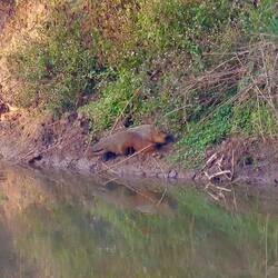 Mongoose