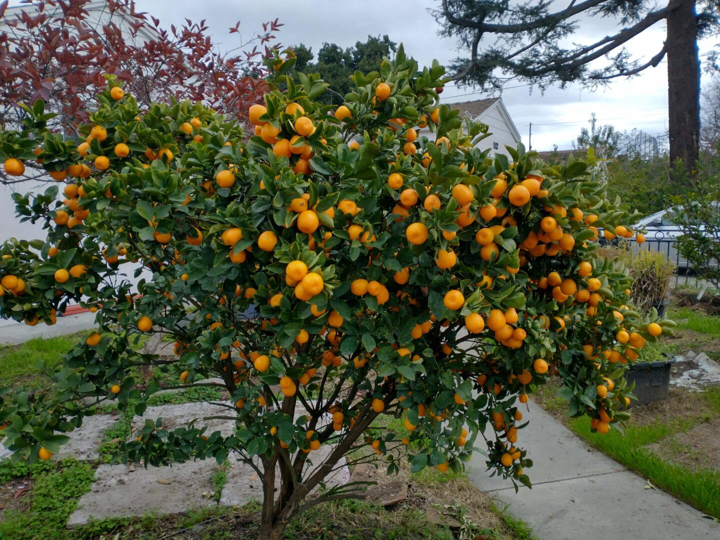 Orange tree in San Jose CA