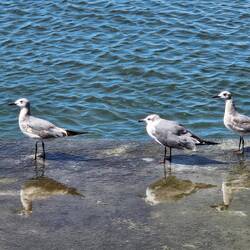 Holá ihr kleinen Möwen