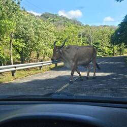 Hier laufen viele Stiere, Pferde und Schweine allein durch die Gegend
