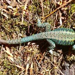 Lizard friend. These kept reminding me to look around at nature 🍄‍🟫